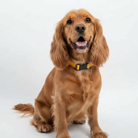 Magnetic Dog Collar Yellow