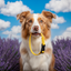 Magnetic Dog Collar Yellow