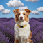 Magnetic Dog Collar Yellow